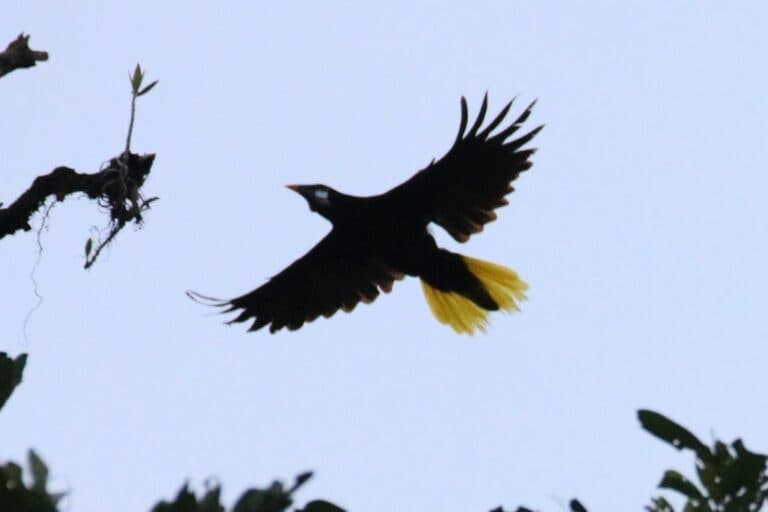 Yellow-rumped Cacique in flight against pale blue sky | Natural Costa Rica