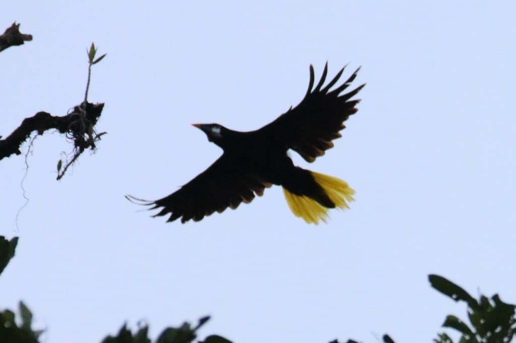 Yellow-rumped Cacique in flight against pale blue sky | Natural Costa Rica