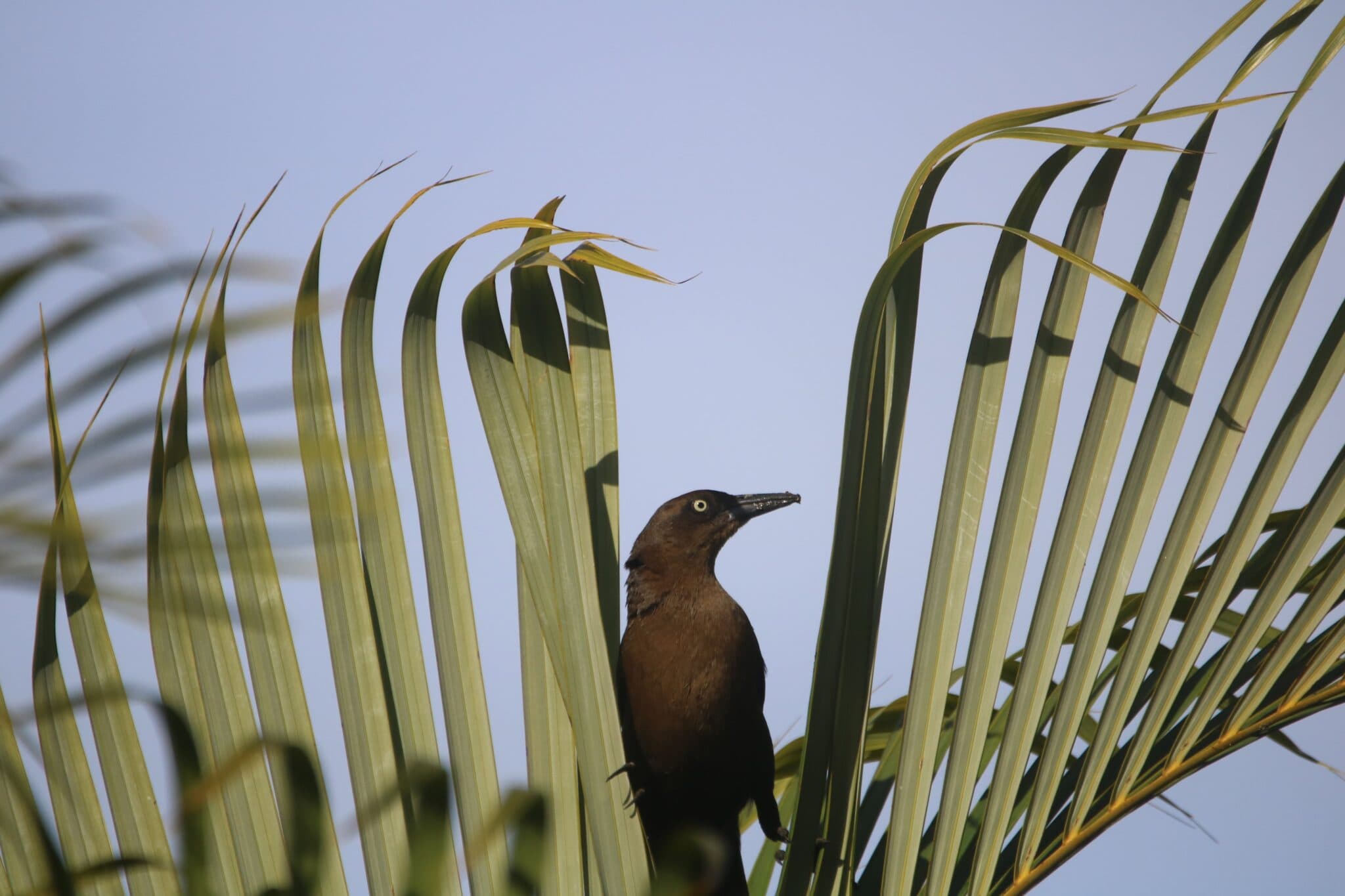 Costa Rica wildlife