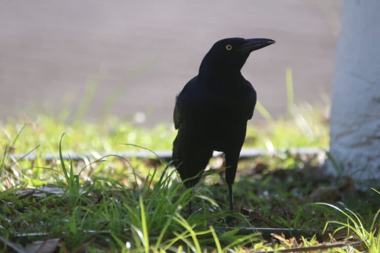 Grackle standing in grass. Close up view. | Natural Costa Rica