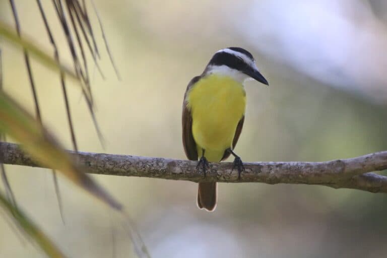 Great Kiskadee Perched On Branch Wildlife Photo | Natural Costa Rica