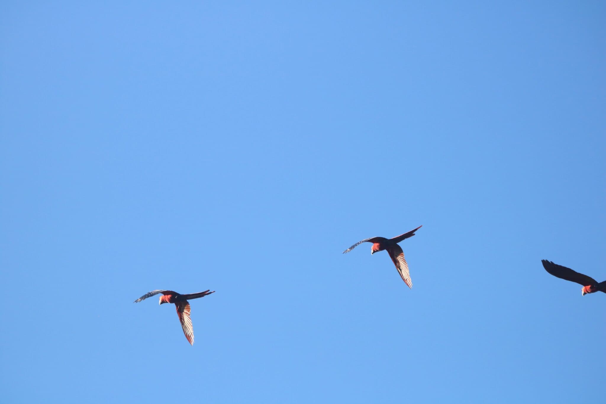 Brilliant blue sky and Red-throated Caracara birds | Natural Costa Rica