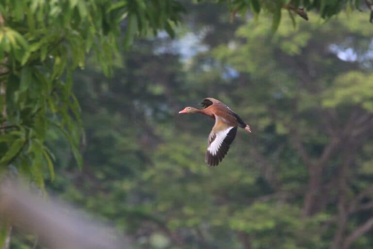 Whistling Duck in Flight Over Lush Green Canopy | Natural Costa Rica