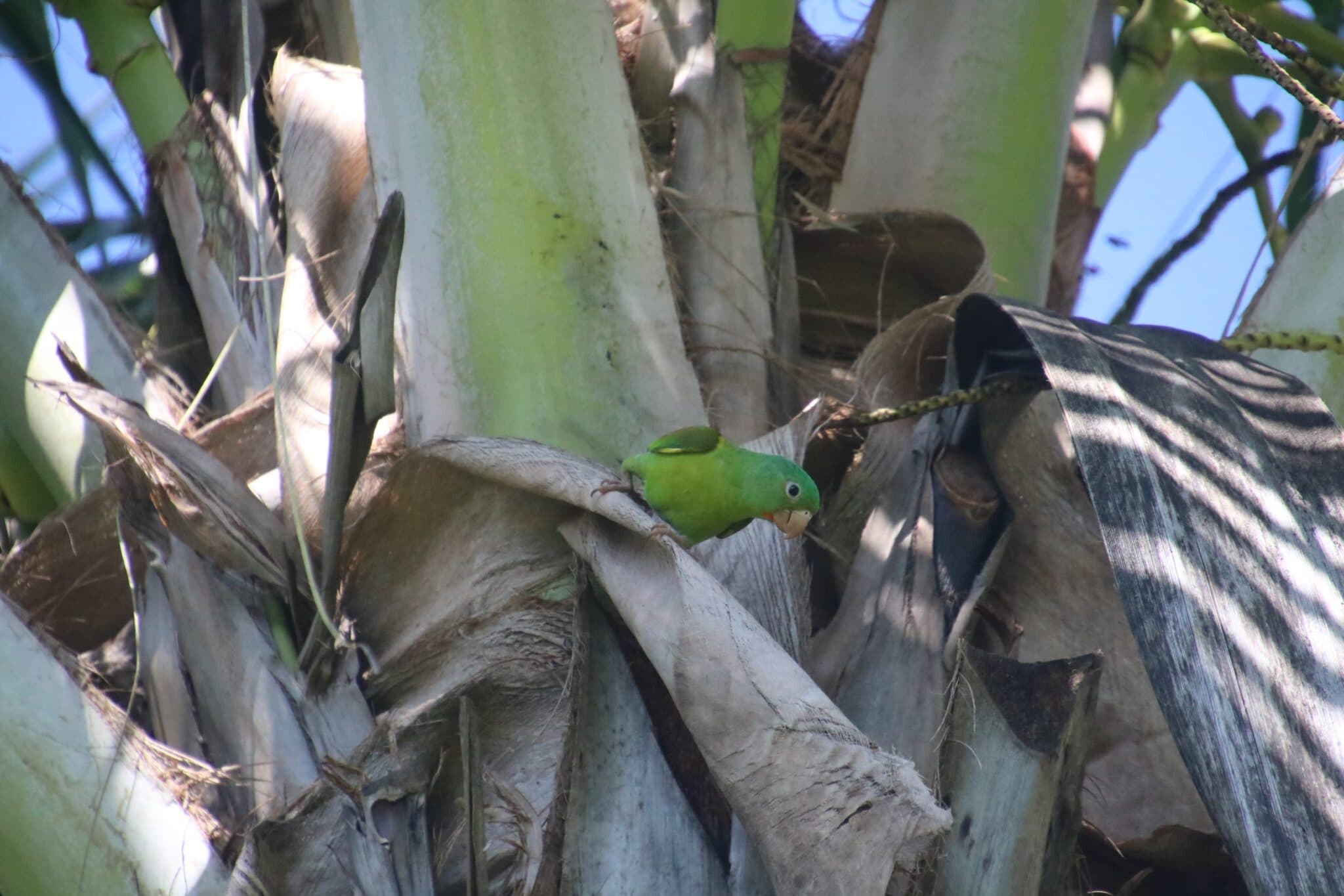 Green parakeet foraging in palm tree | Natural Costa Rica