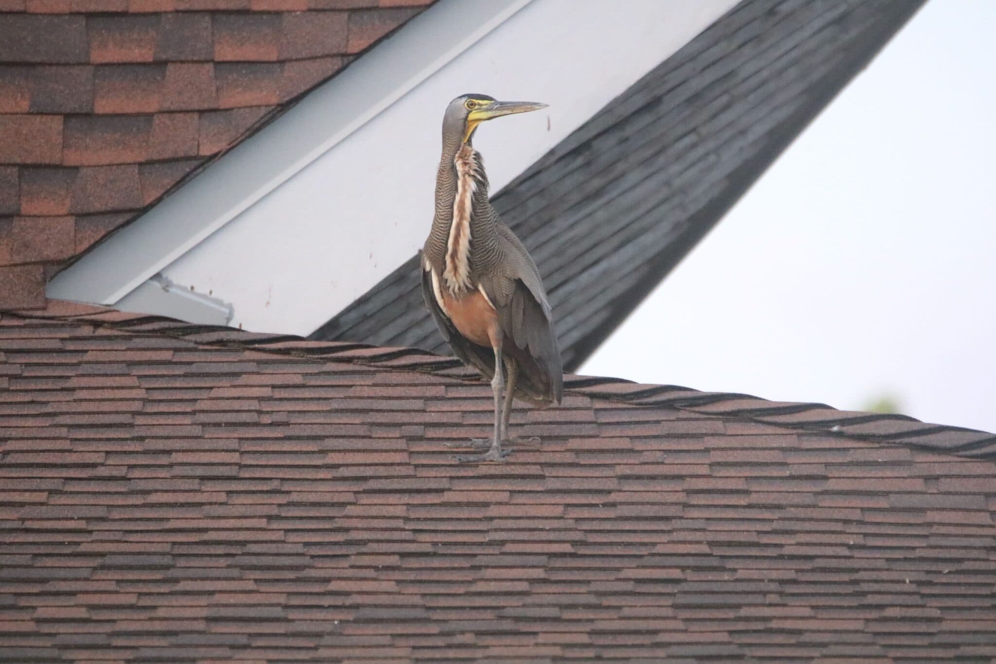 Bare-throated Tiger Heron surveys its suburban territory. | Natural Costa Rica