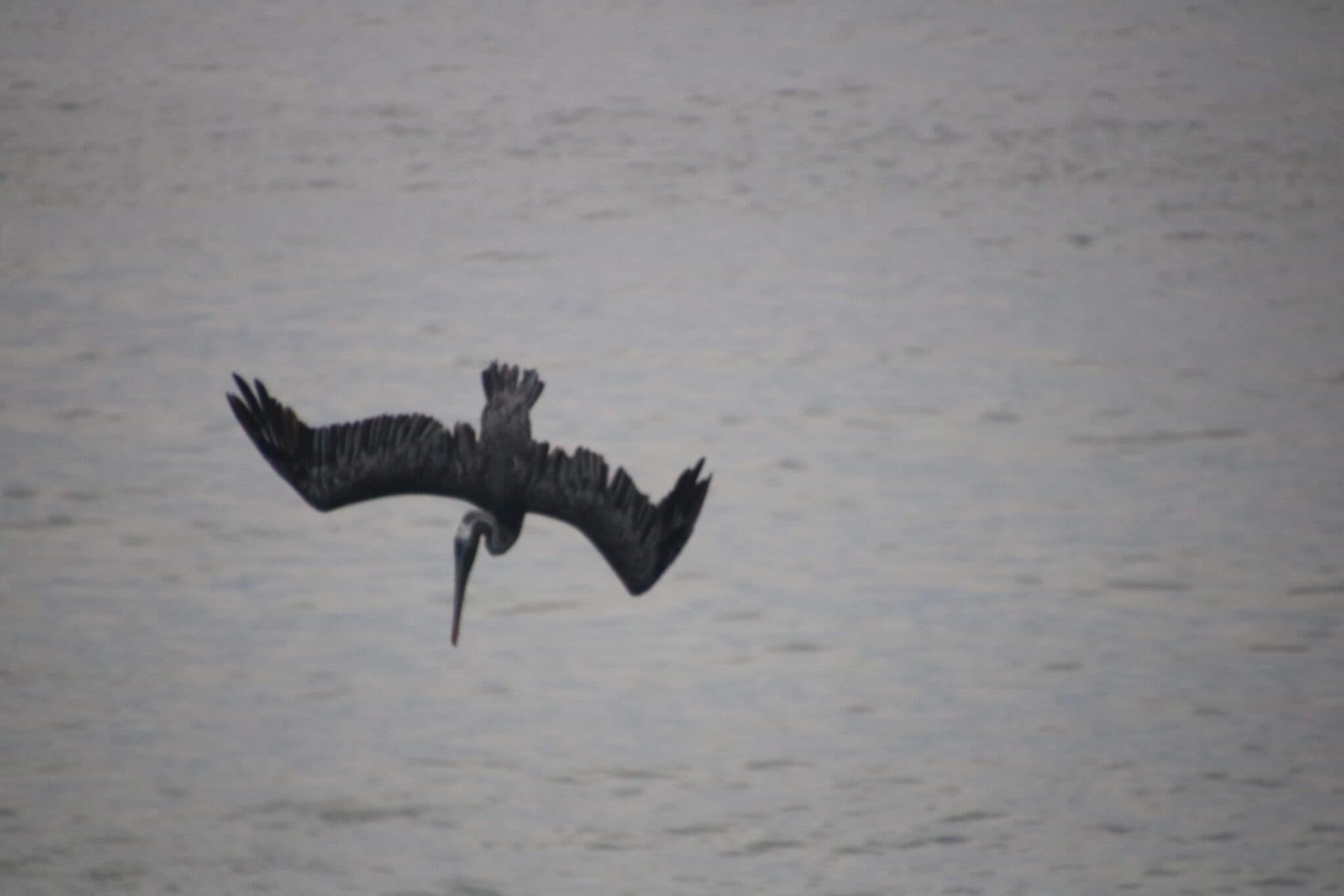 Pelican diving for fish in ocean water | Natural Costa Rica