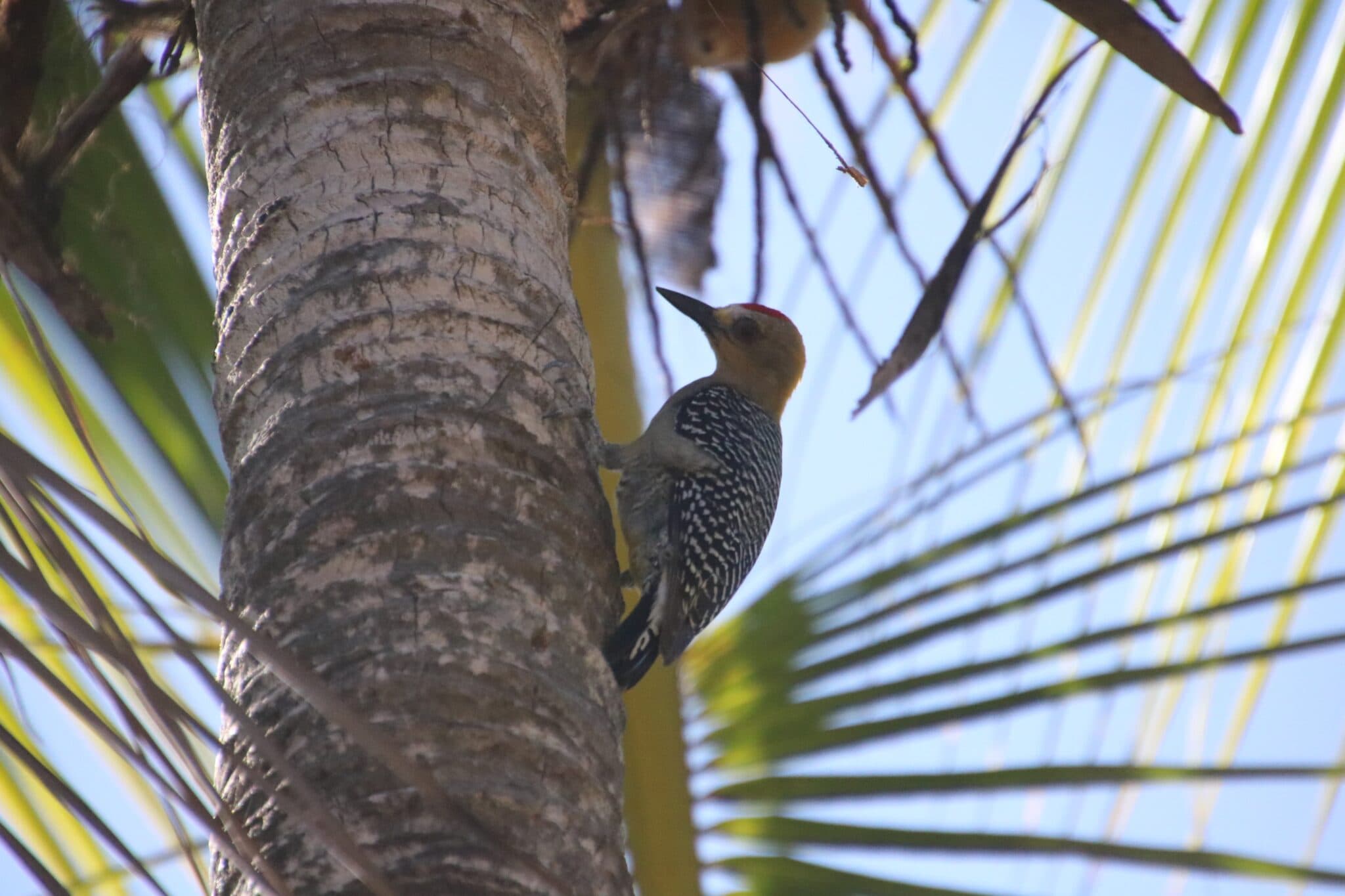 Costa Rica wildlife