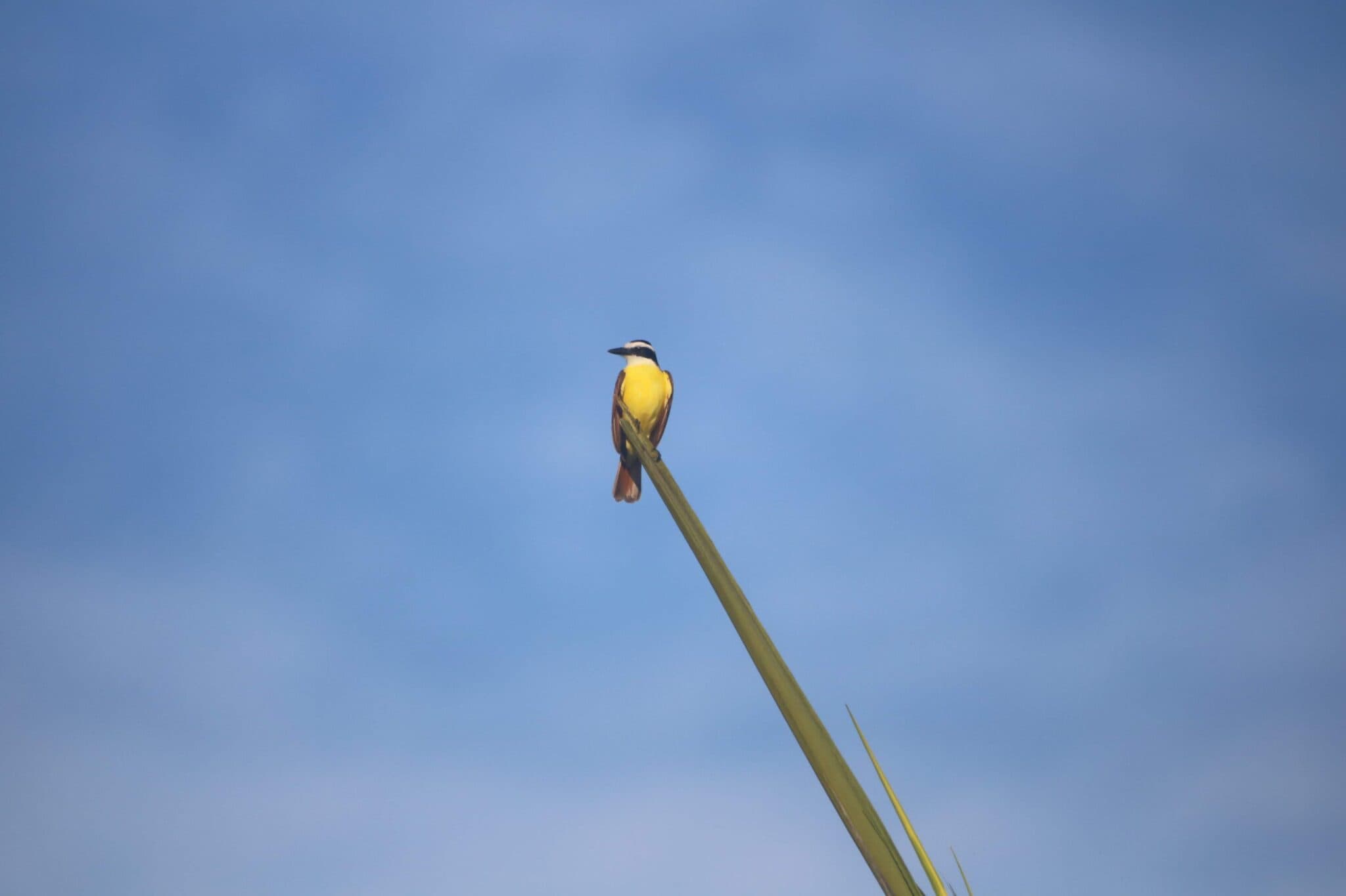 Costa Rica wildlife