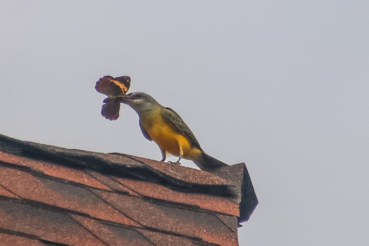 Bird catches a butterfly on rooftop, nature shot. | Natural Costa Rica