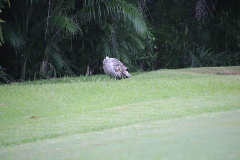 Wild Turkey Grazing in Green Field | Natural Costa Rica
