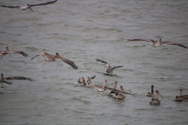 Pelicans Flying and Swimming in Murky Ocean | Natural Costa Rica