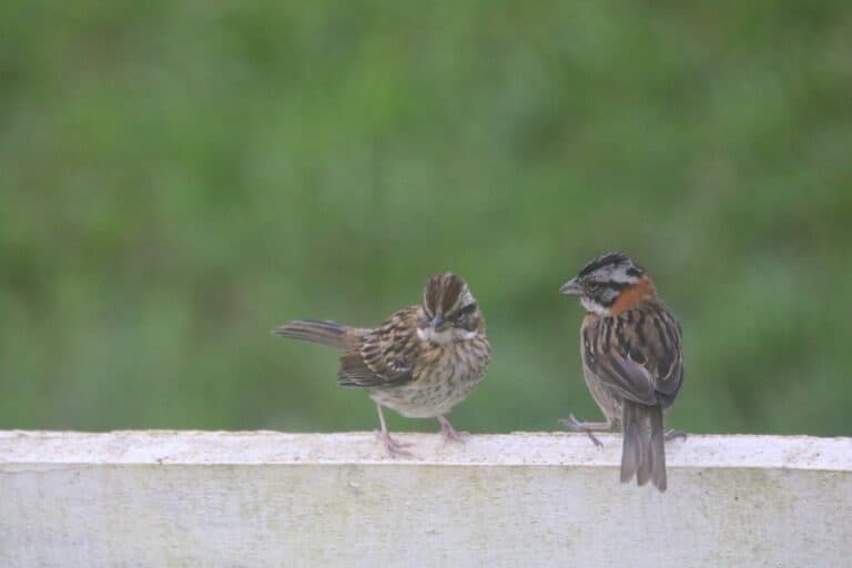 Rufous-collared Sparrows on a Fence | Natural Costa Rica