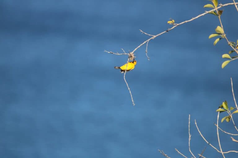 Bright yellow bird perched on a bare branch | Natural Costa Rica