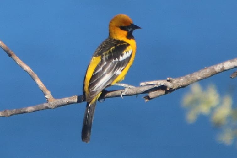 Hooded Oriole perched on a branch, Southwest bird | Natural Costa Rica