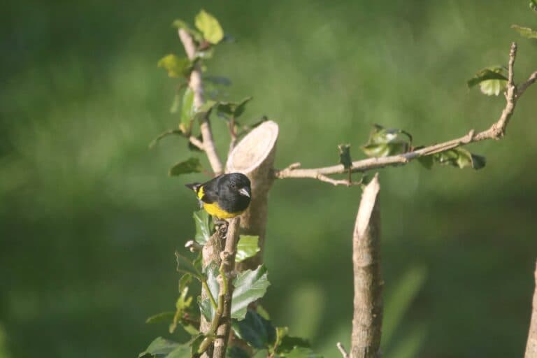 Yellow-rumped Euphonia on Branch, eye level, close-up | Natural Costa Rica
