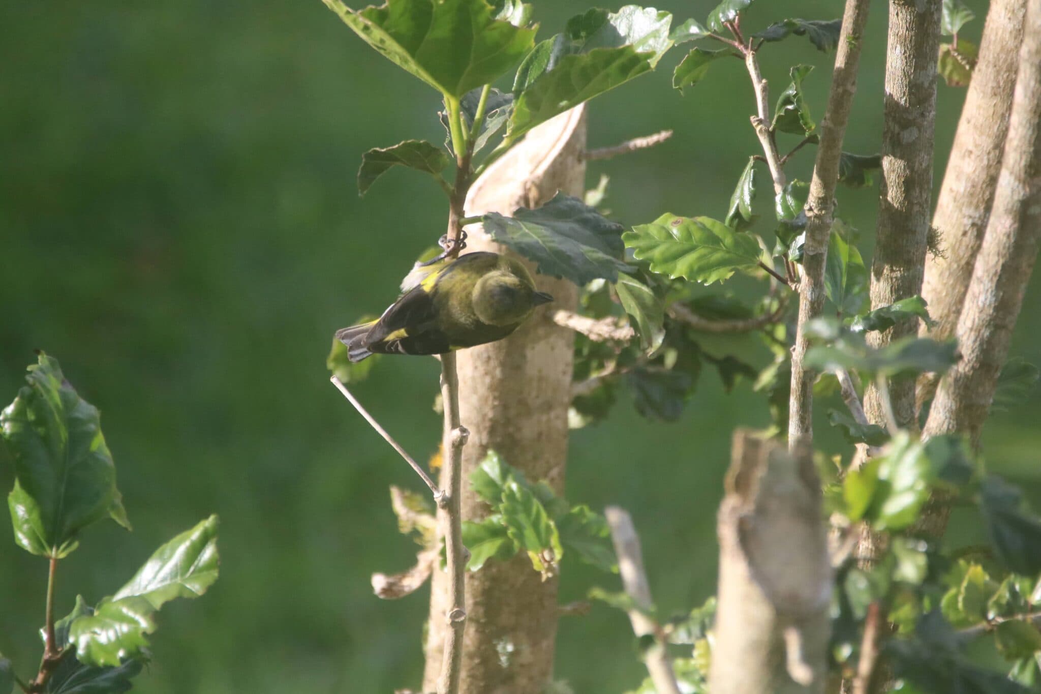 Small bird in the trees on Maui | Natural Costa Rica
