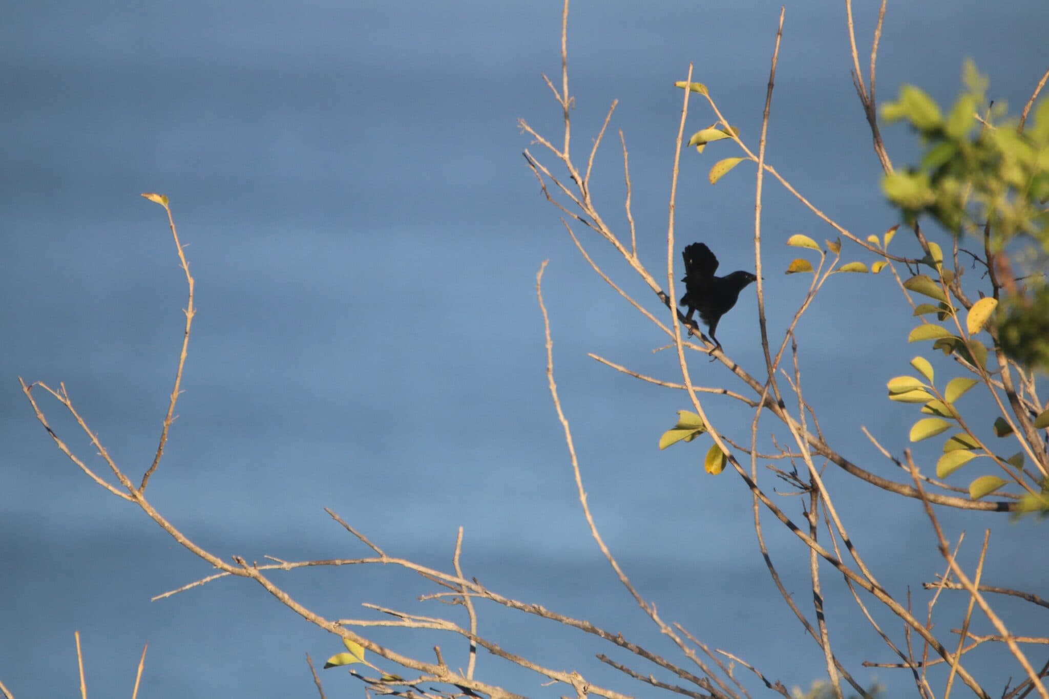 Blackbird on a branch over blue sky | Natural Costa Rica