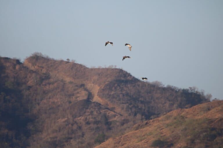 Birds Soaring over a Brown Mountain Landscape | Natural Costa Rica