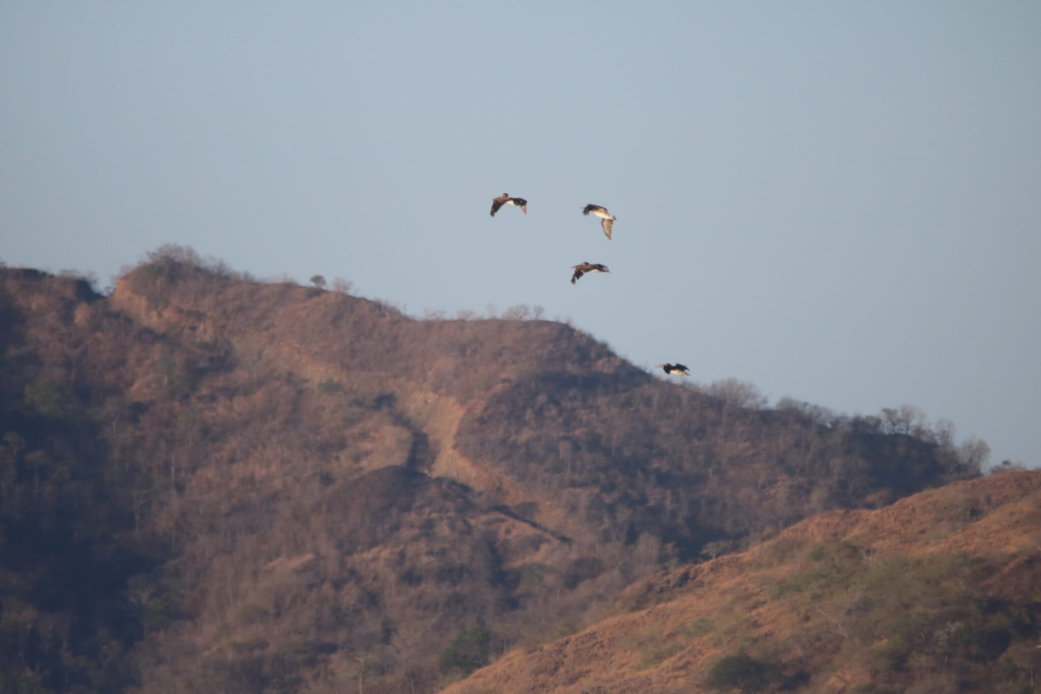 Birds Soaring over a Brown Mountain Landscape | Natural Costa Rica