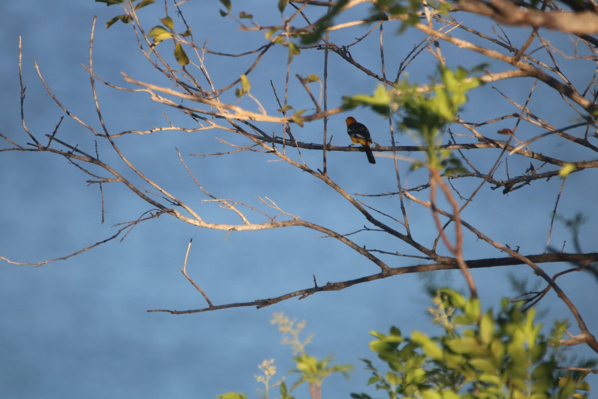 Oriole bird perched on branches against sky | Natural Costa Rica