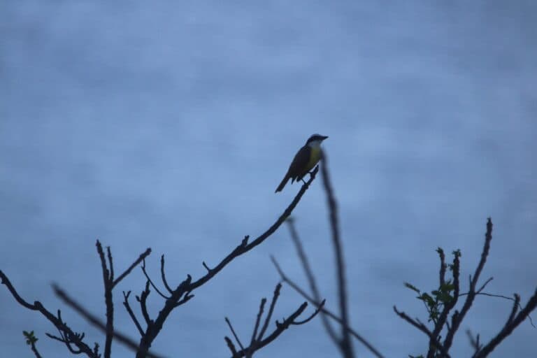 Kiskadee bird perched silhouetted on a tree | Natural Costa Rica