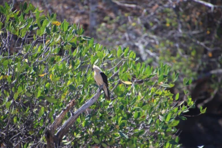 Bird perched in a leafy tree | Natural Costa Rica