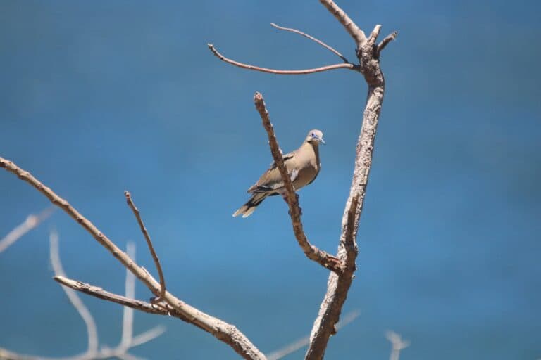 Mourning Dove Perched Peacefully on a Branch | Natural Costa Rica