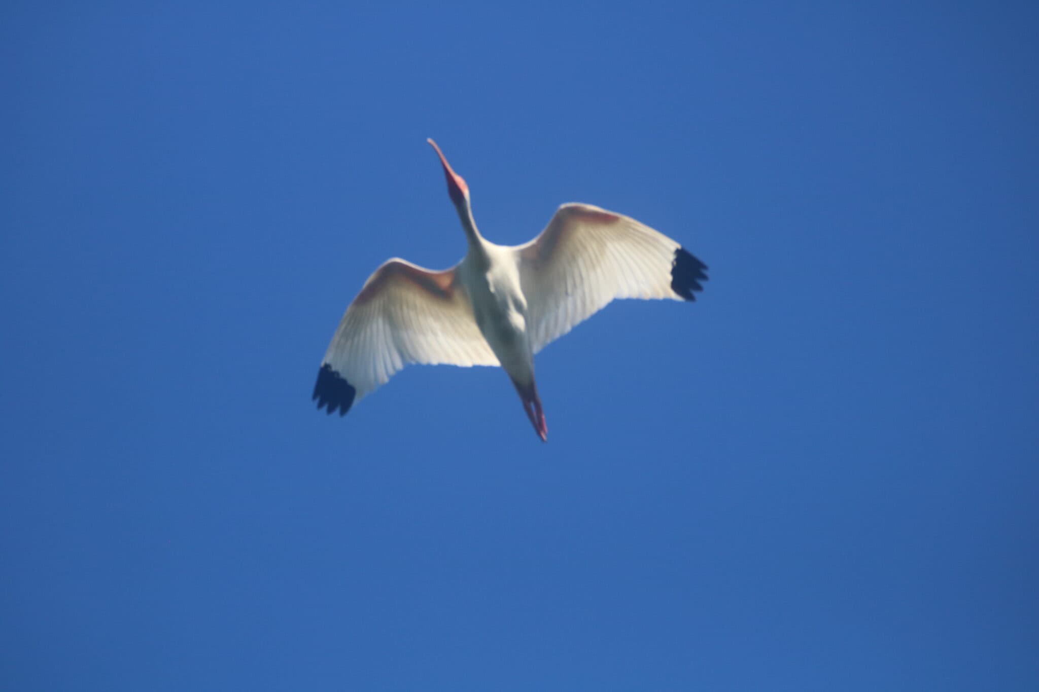 American White Ibis soaring through a clear, blue sky | Natural Costa Rica
