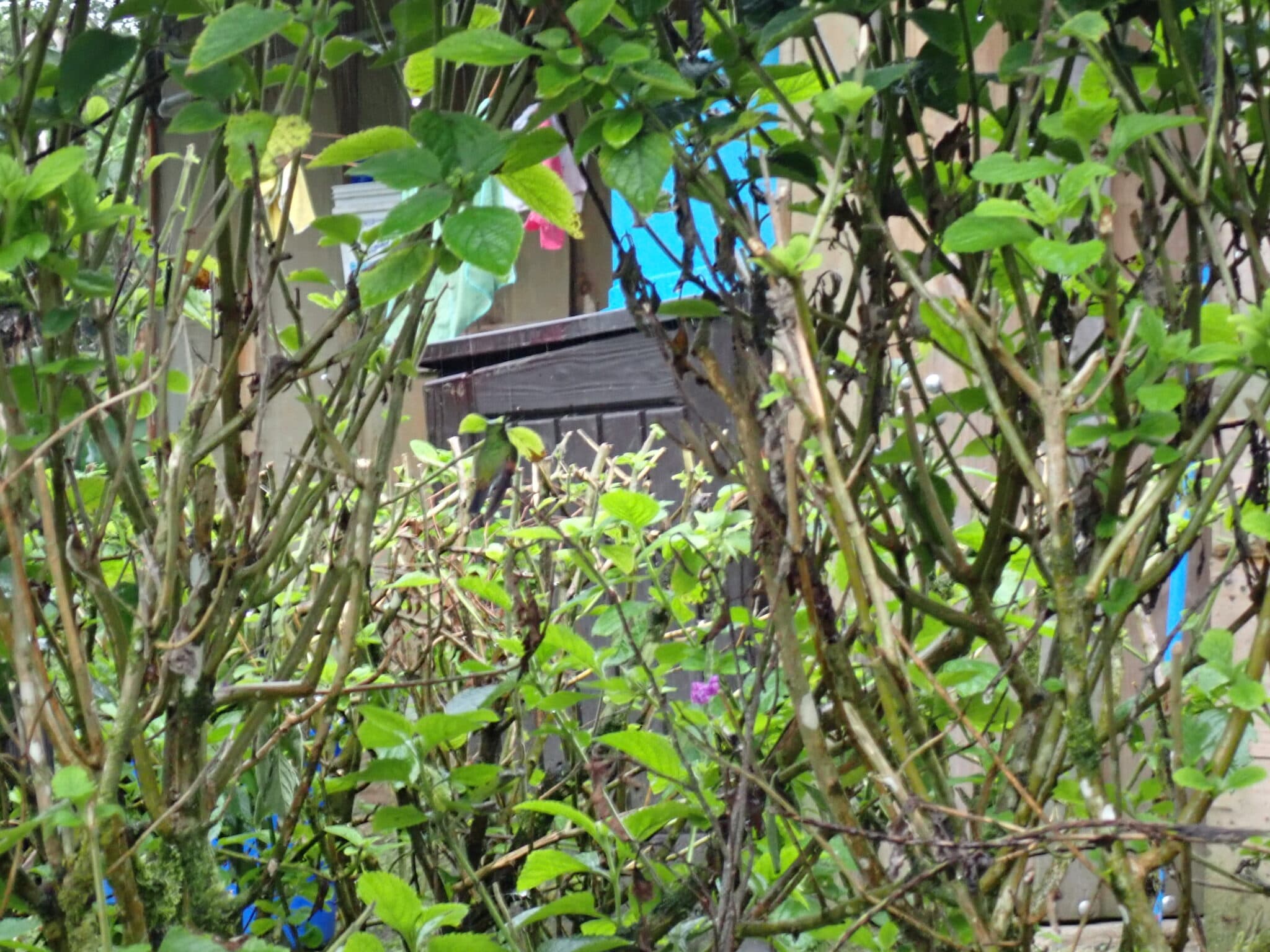 Hidden hummingbird in the lush green foliage. | Natural Costa Rica