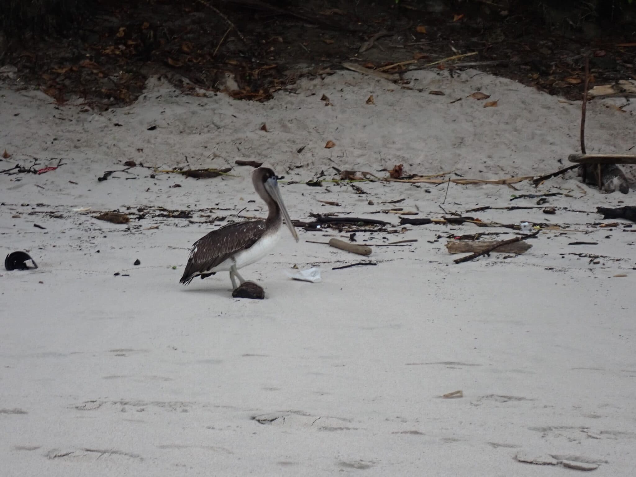 Pelican Posing on a Beach | Natural Costa Rica