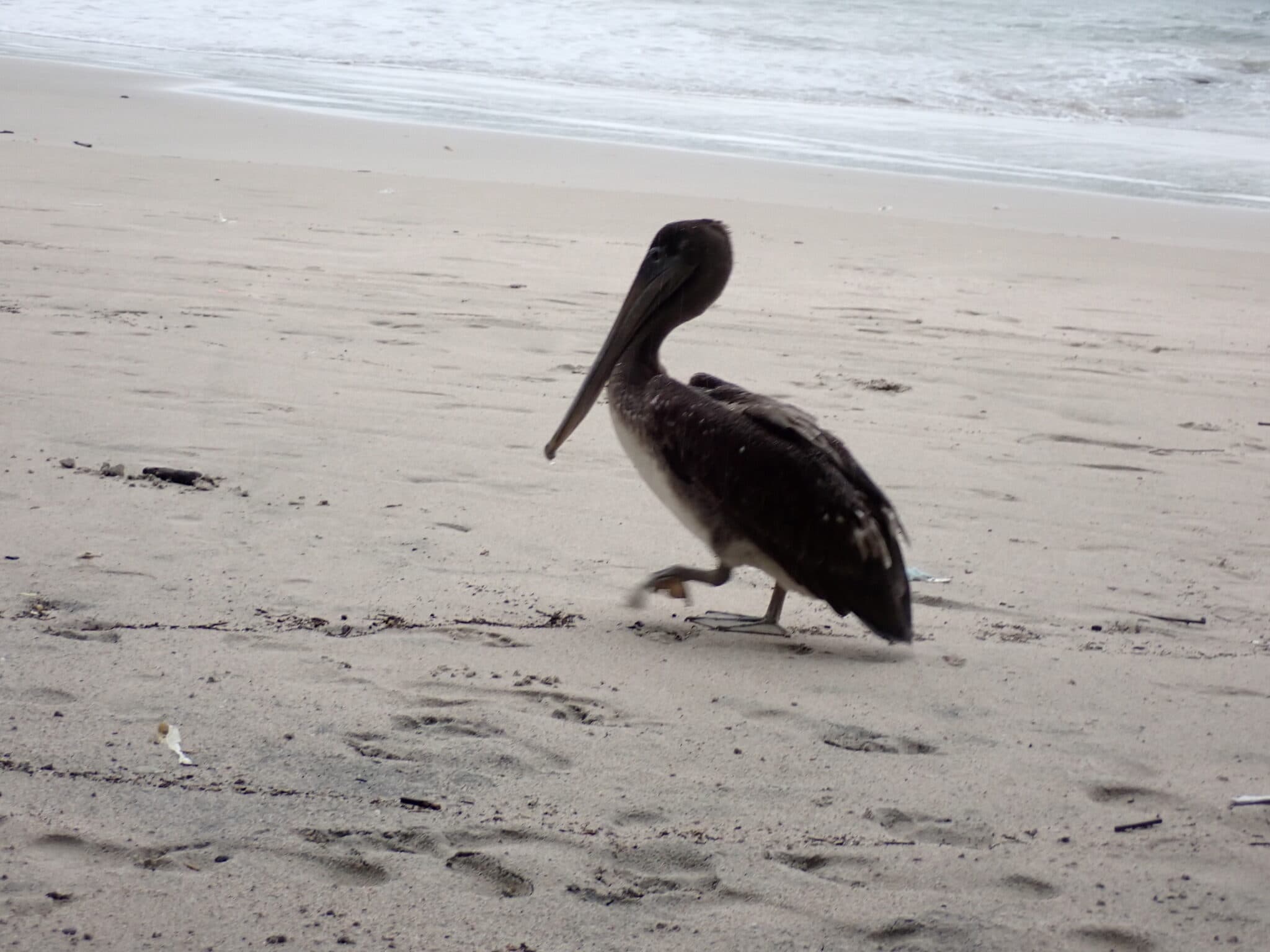 Pelican walking on the beach near the ocean | Natural Costa Rica