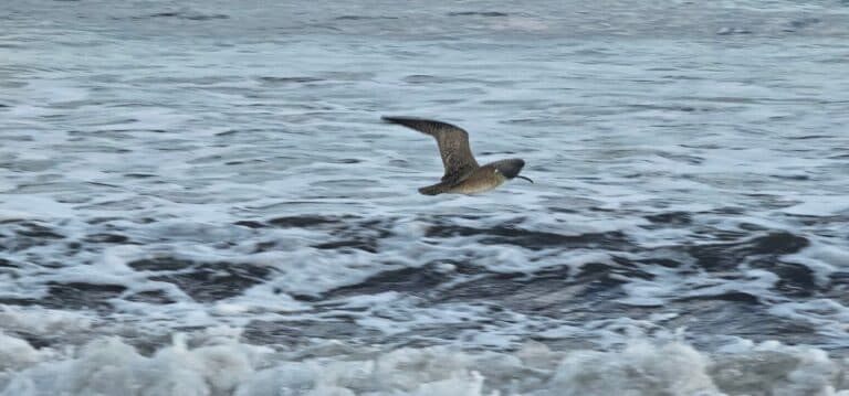 Osa Peninsula Travel Guide: What to Do + Hawks, Eagles & Kites of Costa Rica Spotting Tips