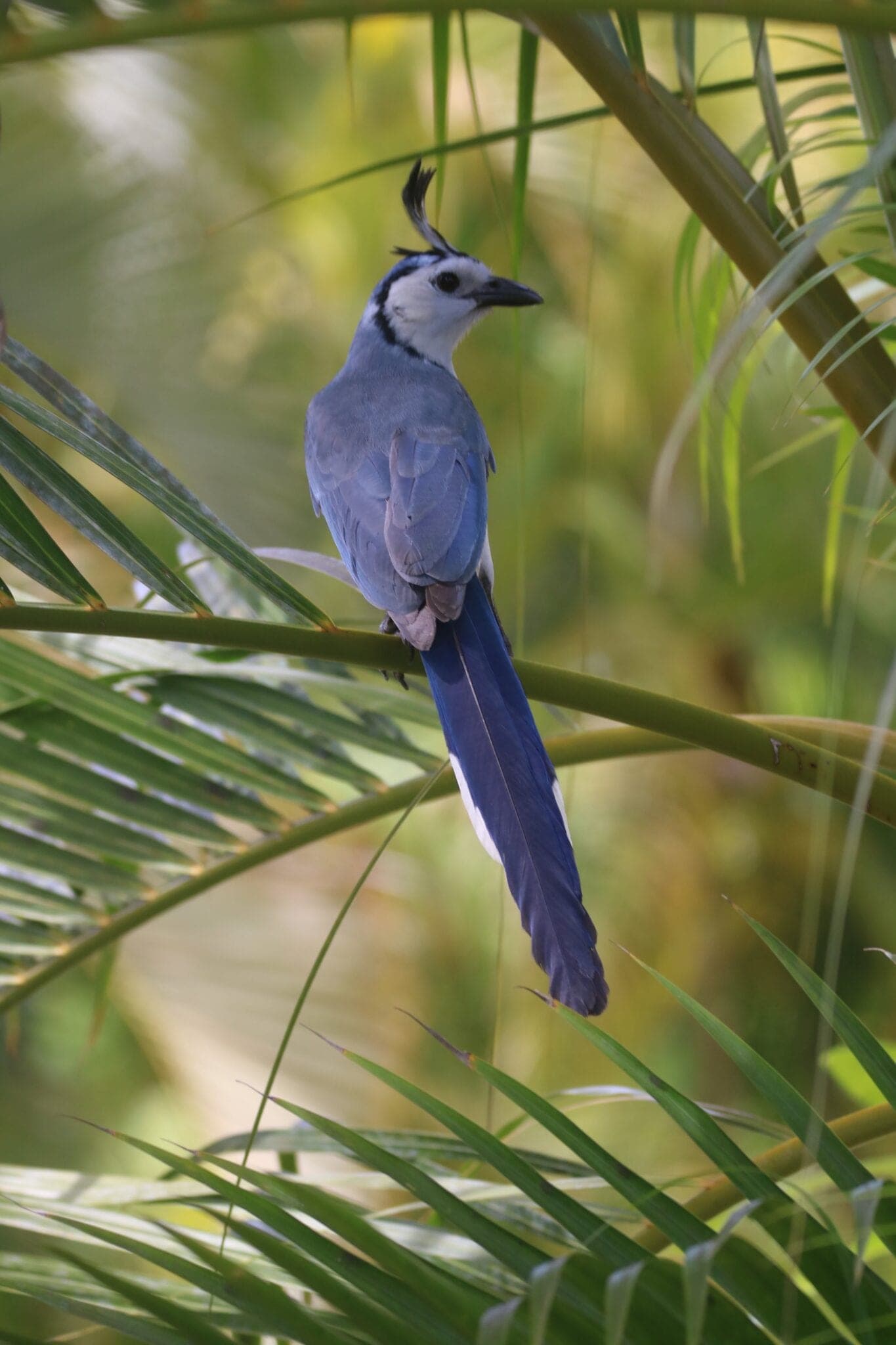 Osa Peninsula Travel Guide: What to Do + Owls of Costa Rica Spotting Tips
