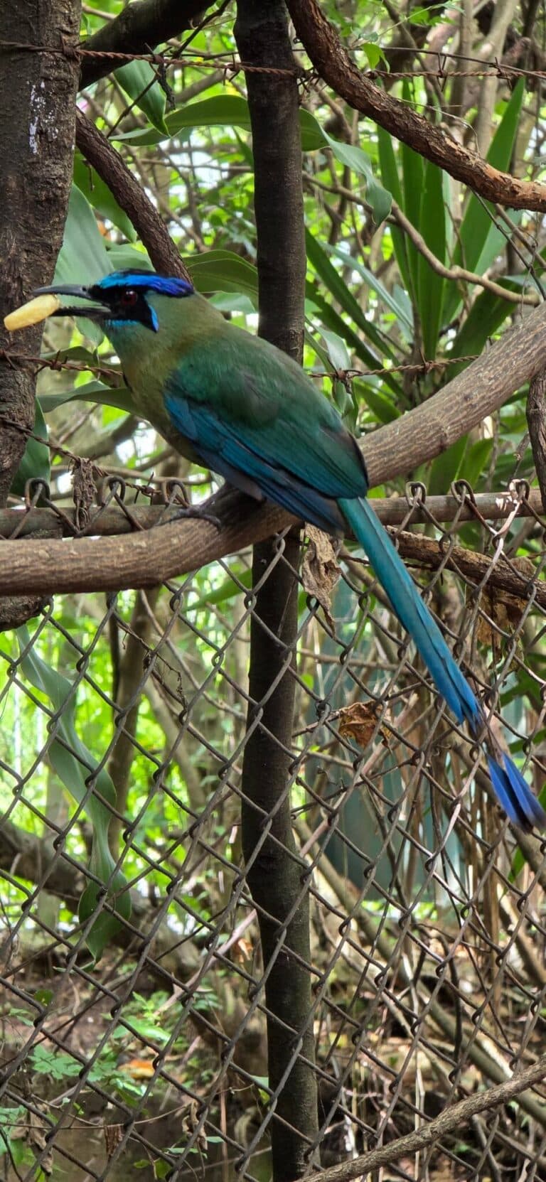 Osa Peninsula Travel Guide: What to Do + Tanagers of Costa Rica Spotting Tips