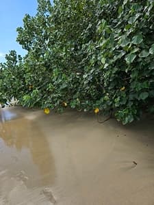 Punta Uva